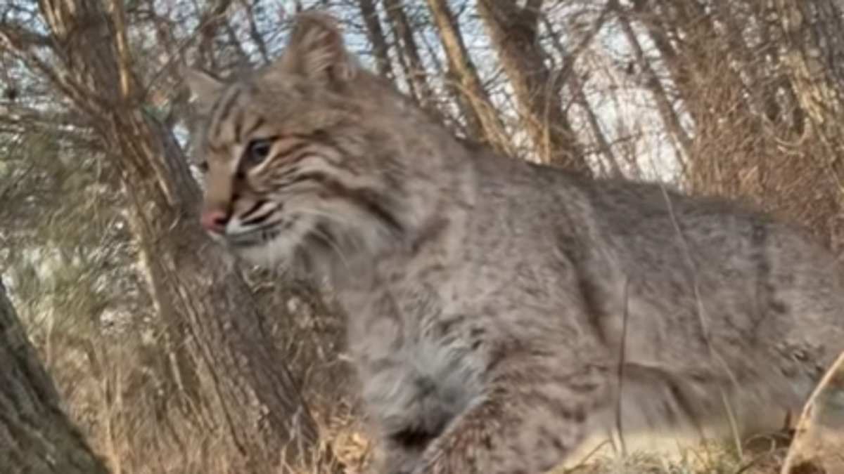 Terrifying moment Wisconsin teen is mauled by BOBCAT during turkey hunt