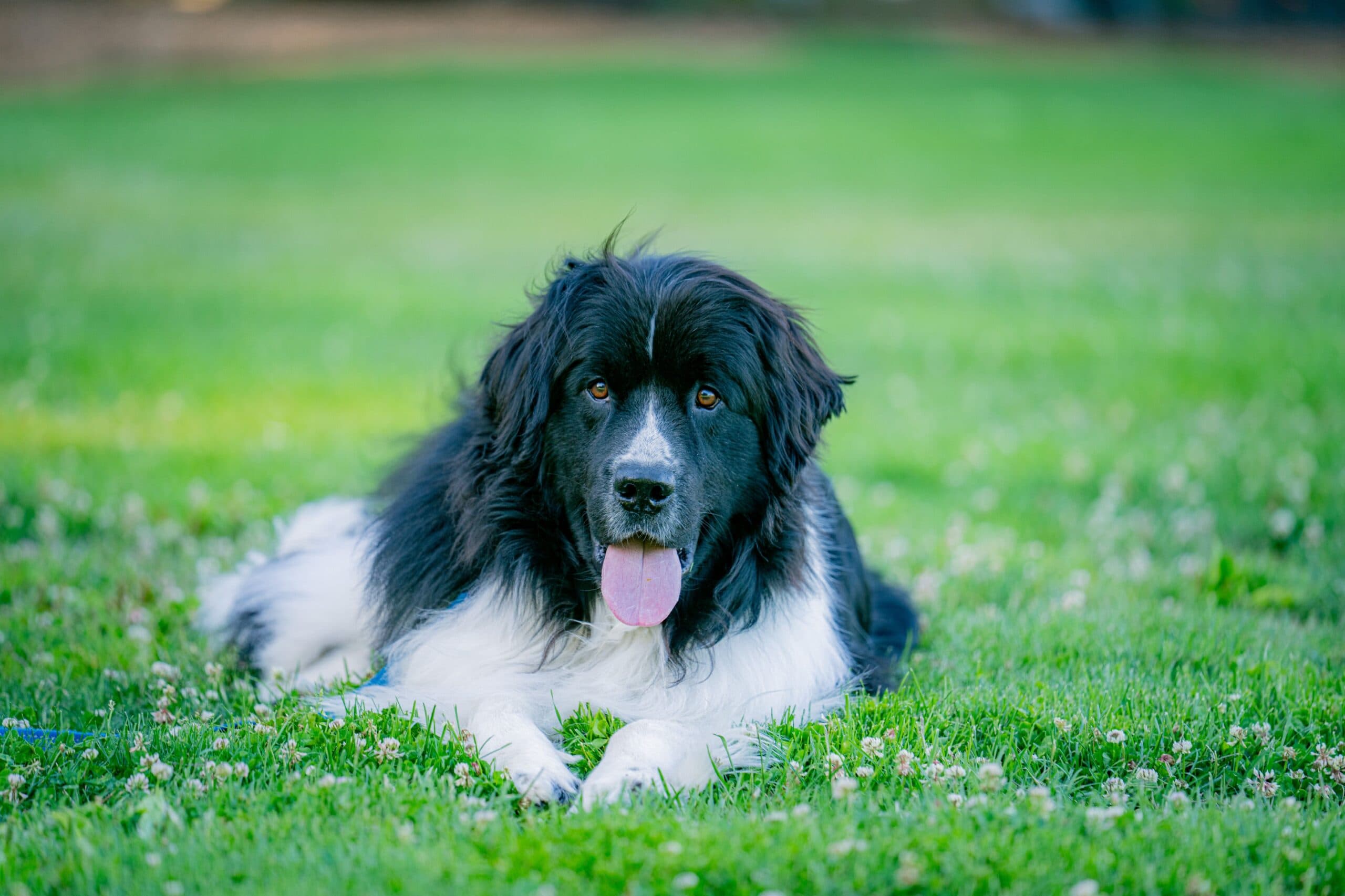 Other Barks & Bites for Friday, April 10: DISH Wins Copyright Appeal Over Arabic TV Retransmissions; Fifth Circuit Awards Google Transfer on Mandamus; and Third Circuit Says Online Publication of Copyrighted Building Codes is Transformative