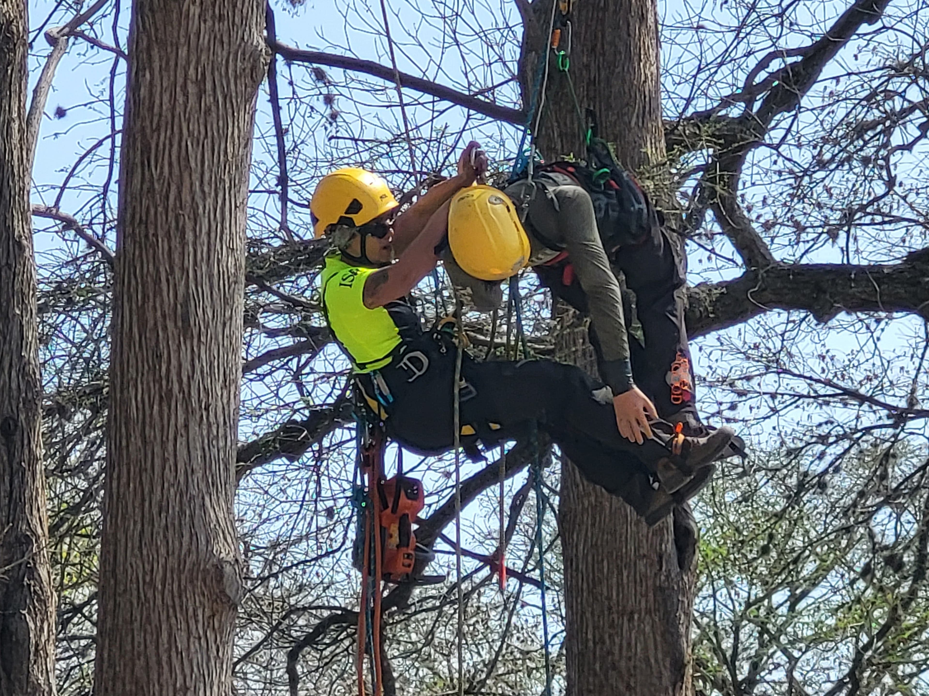 Pro tree climbers to compete at Kent's Davey Tree SEED Campus