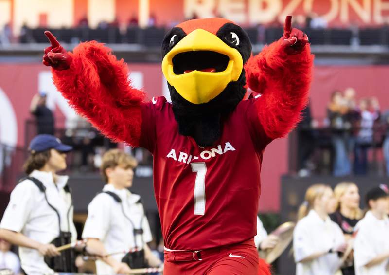 Cardinals covering adoption fees at Arizona Humane Society for cats and dogs