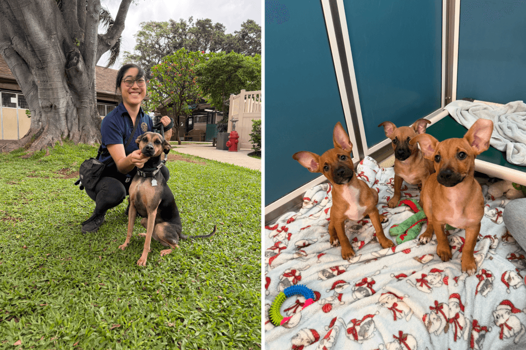 Hawaiian Humane Society Waives Dog Adoption Fees After Shelter Crisis