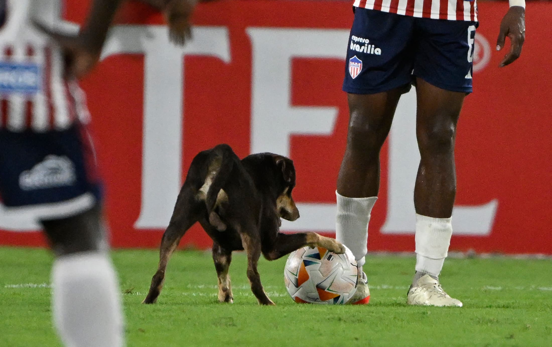 The 10 viral images from the weekend 🍿