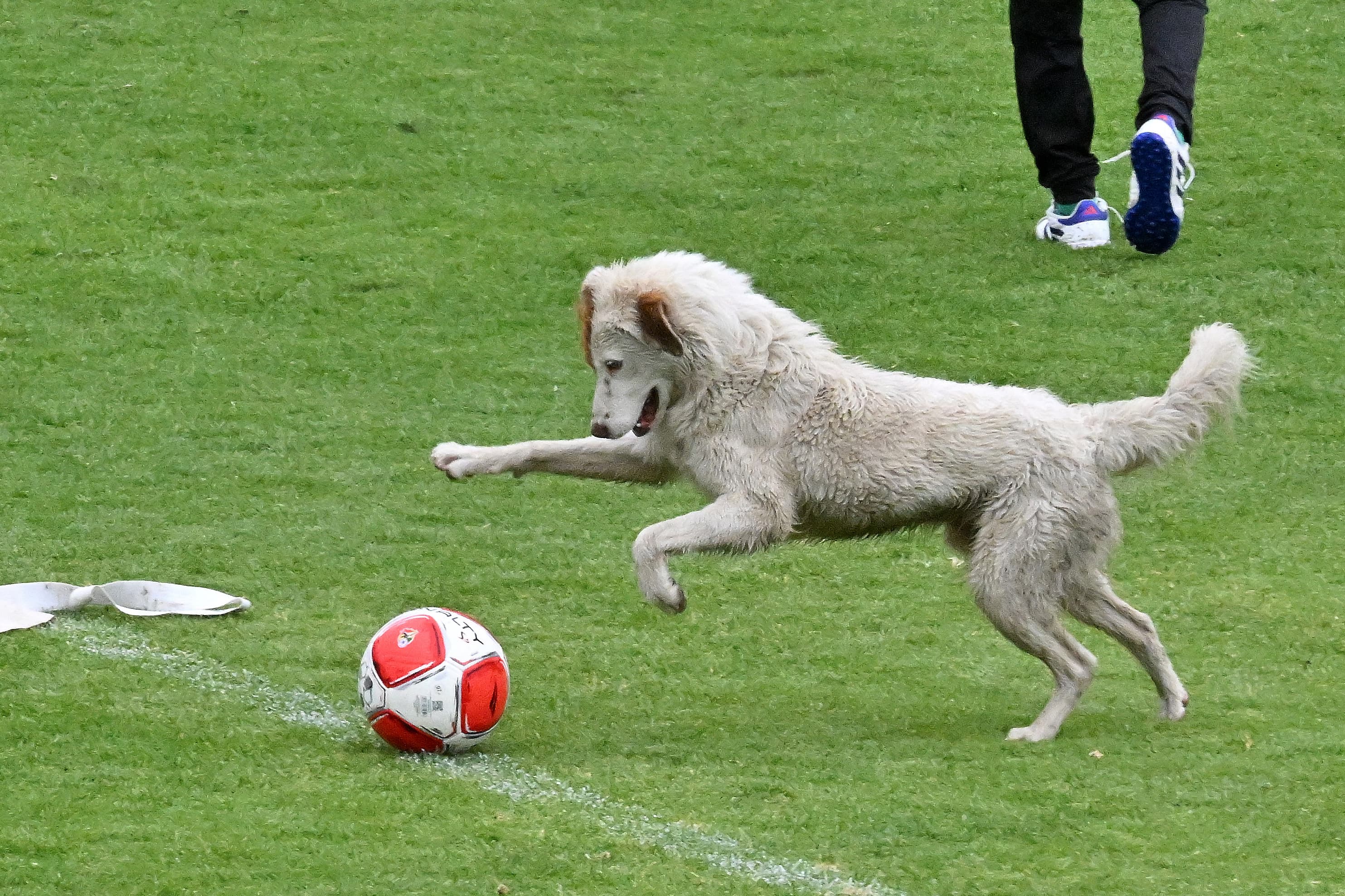 ☕️🥐 Breakfast FC: dog channels Messi ⚡️, Thuram the rockstar 😂