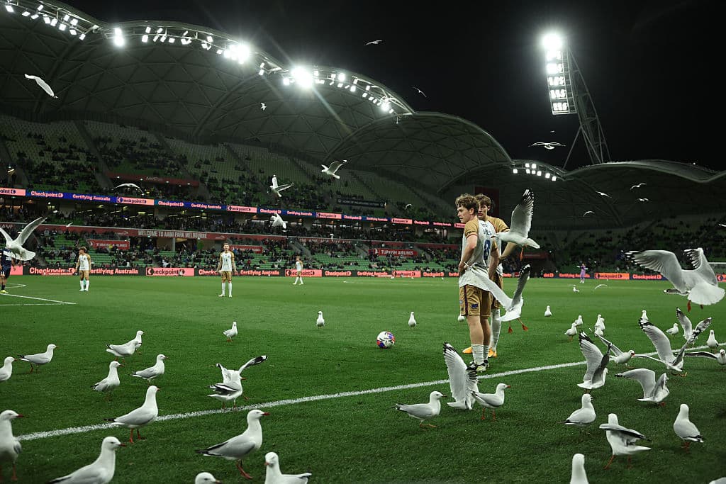 😂The viral moment of the day: seagulls invade a match