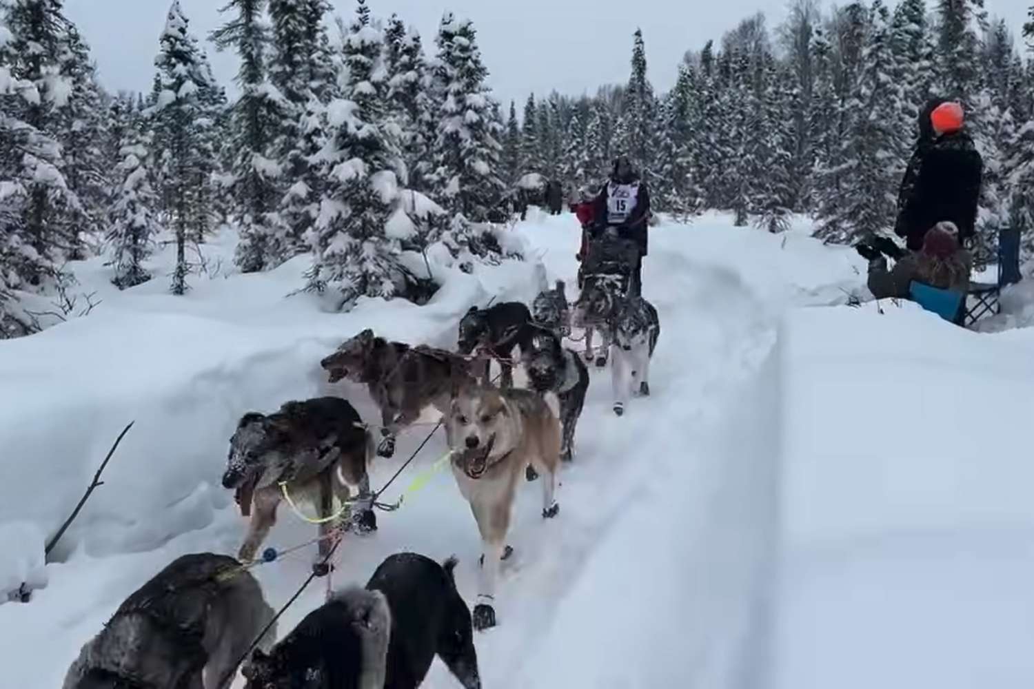 Sled Dog on Veteran Musher's Team Dies While Competing in 2026 Iditarod Dog Race