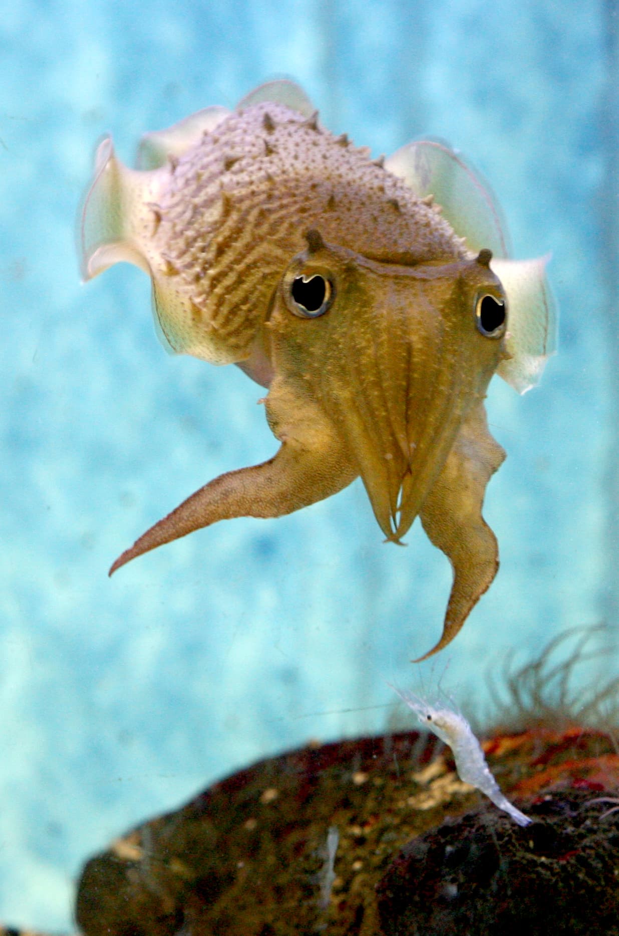 Viola Station 98: Slouching towards Bethlehem (which in this case is safety)