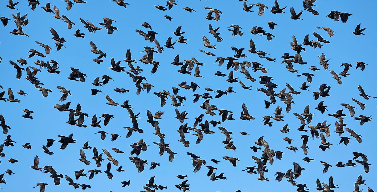 The Weekend Mauling: 4/18/26