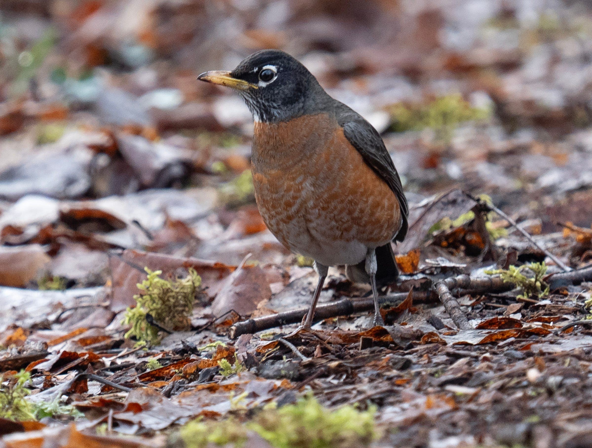 The Daily Mauling: 3/24/26