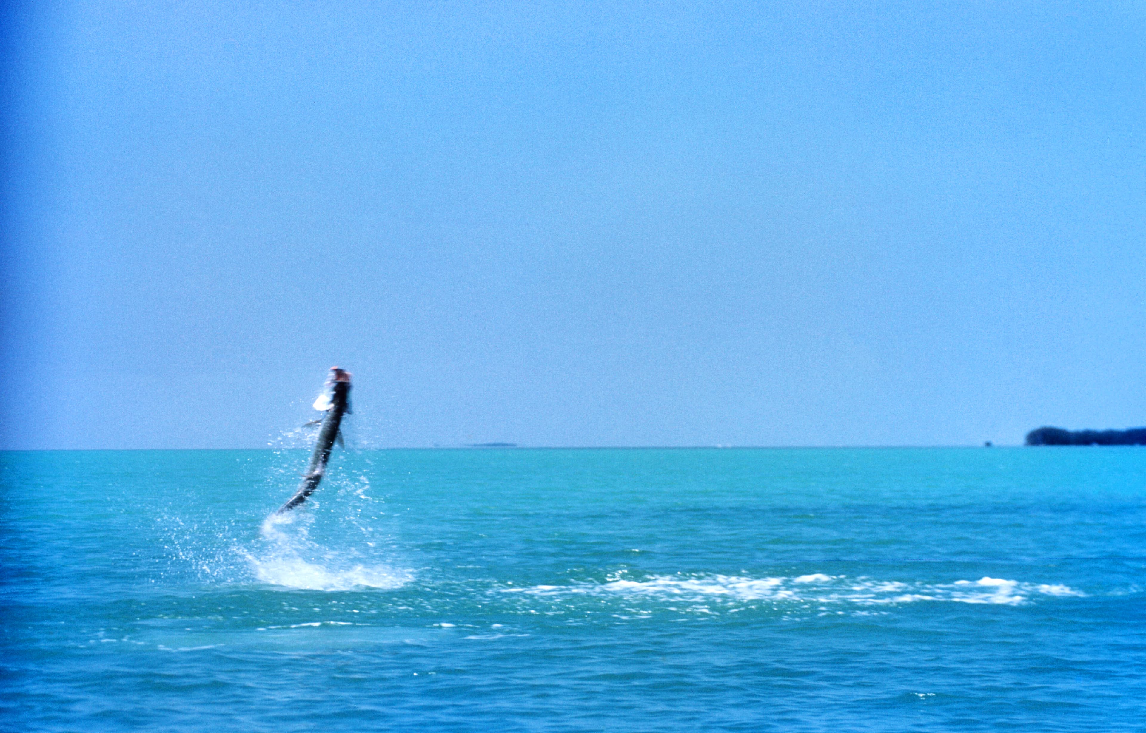 Minor league update for 4/28/26