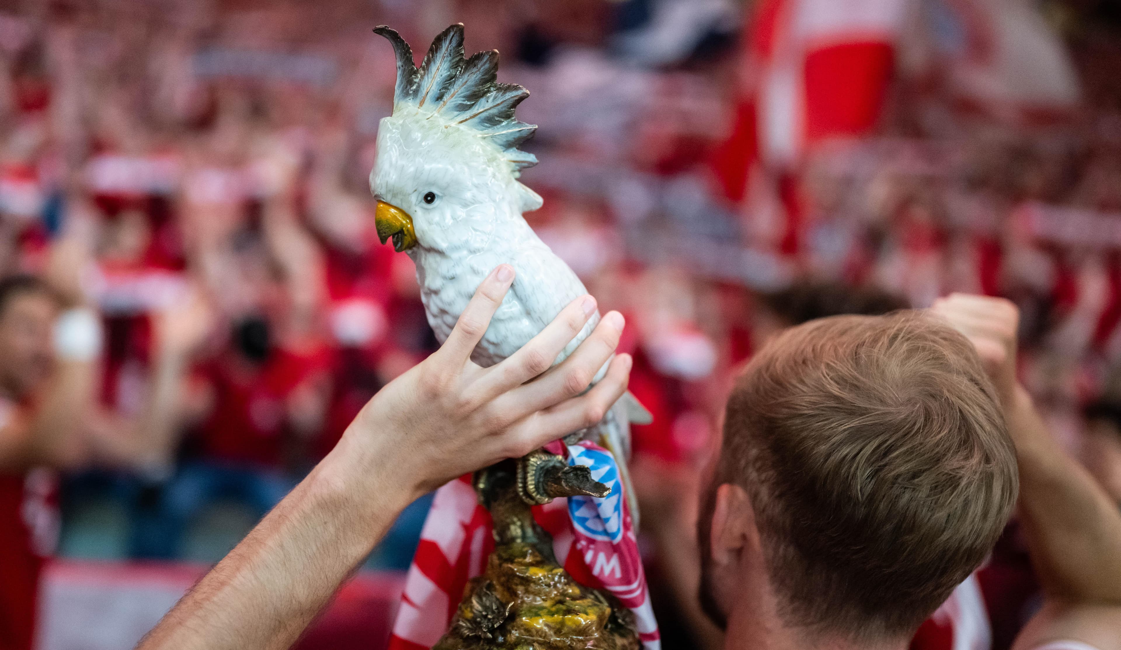 All hail the cockatoo: Konrad Laimer says Bayern Munich won the DFB-Pokal for the bird