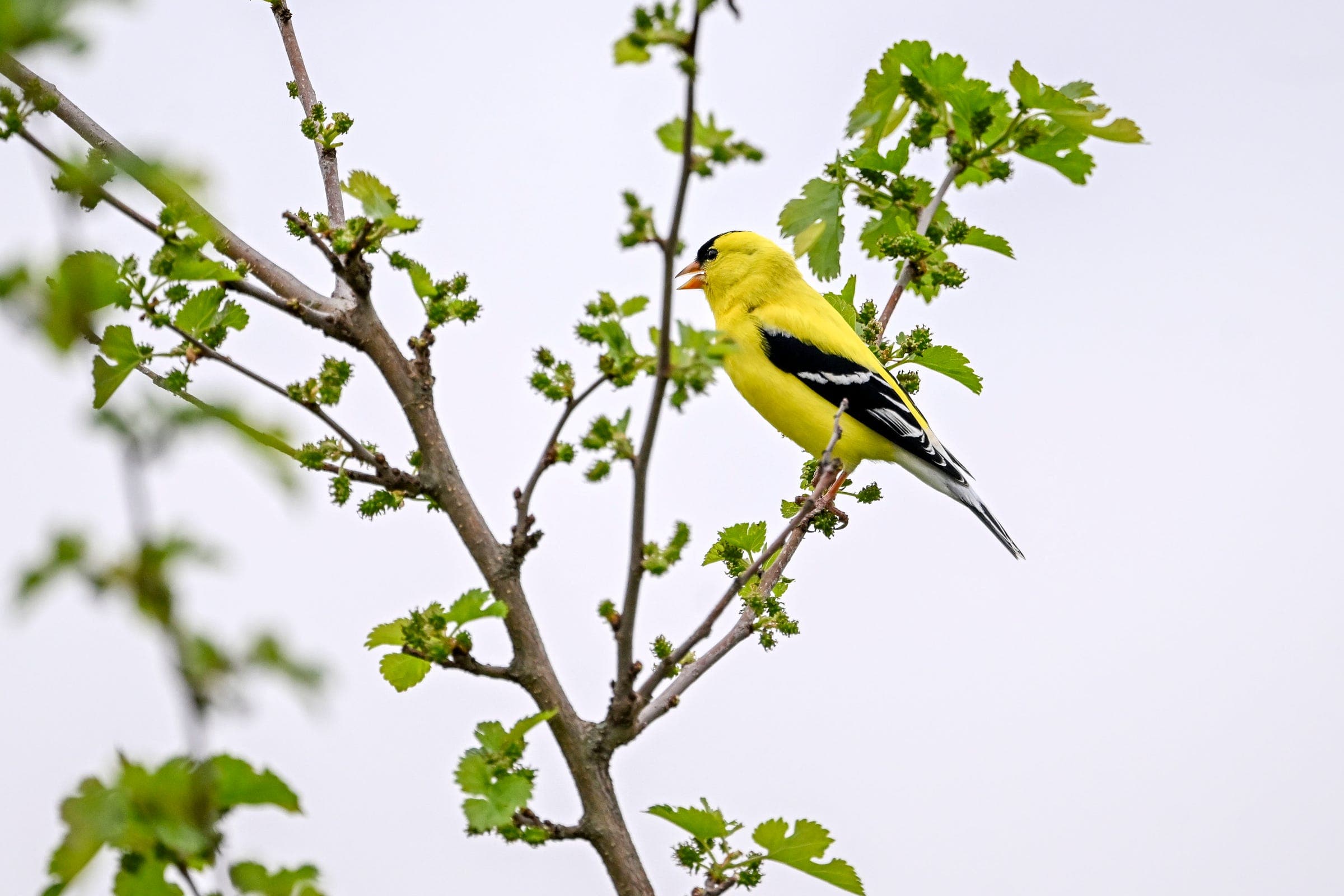 The Daily Mauling: 4/13/26