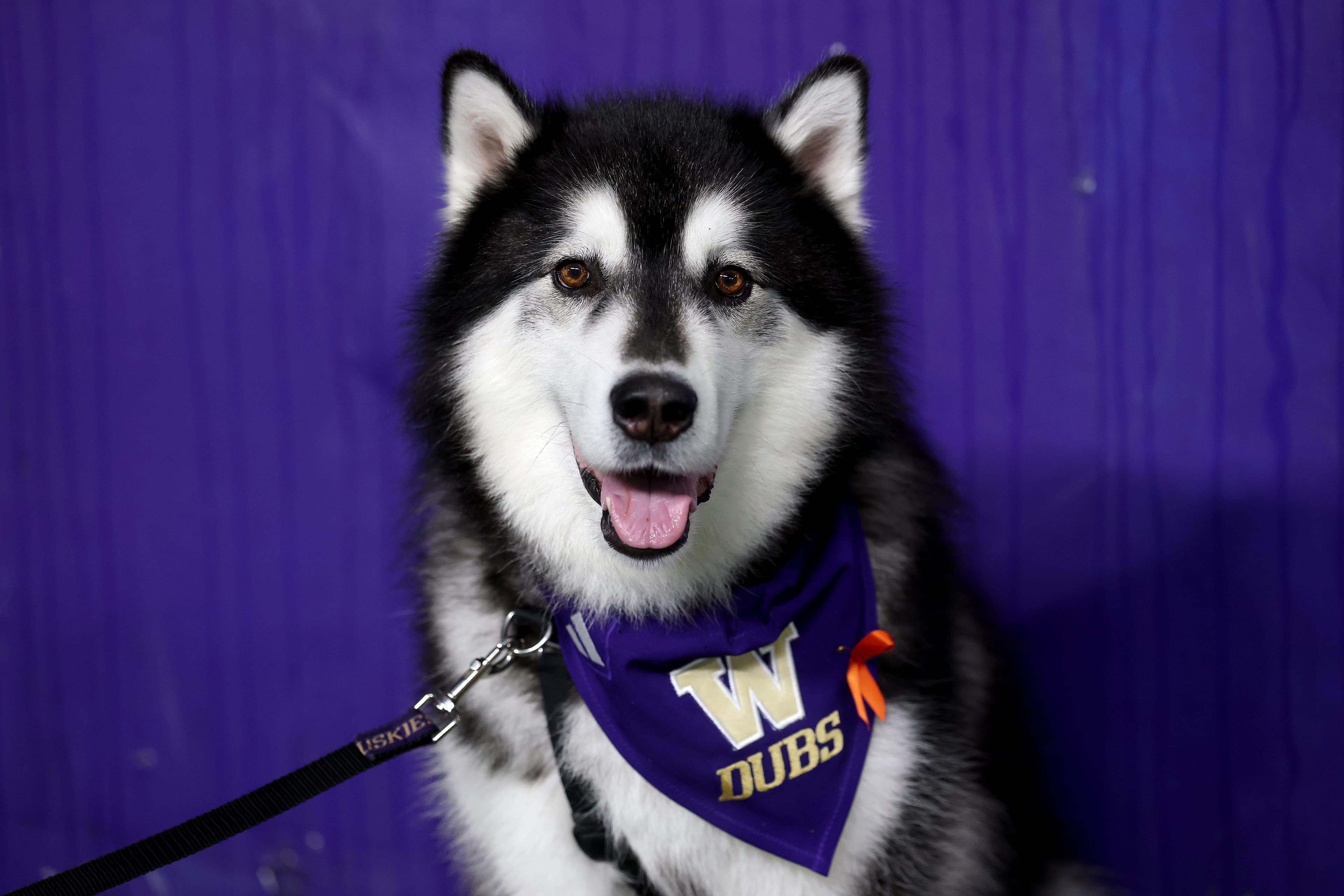 New Headline: Arsène unveils Champions' journey to Premier glory