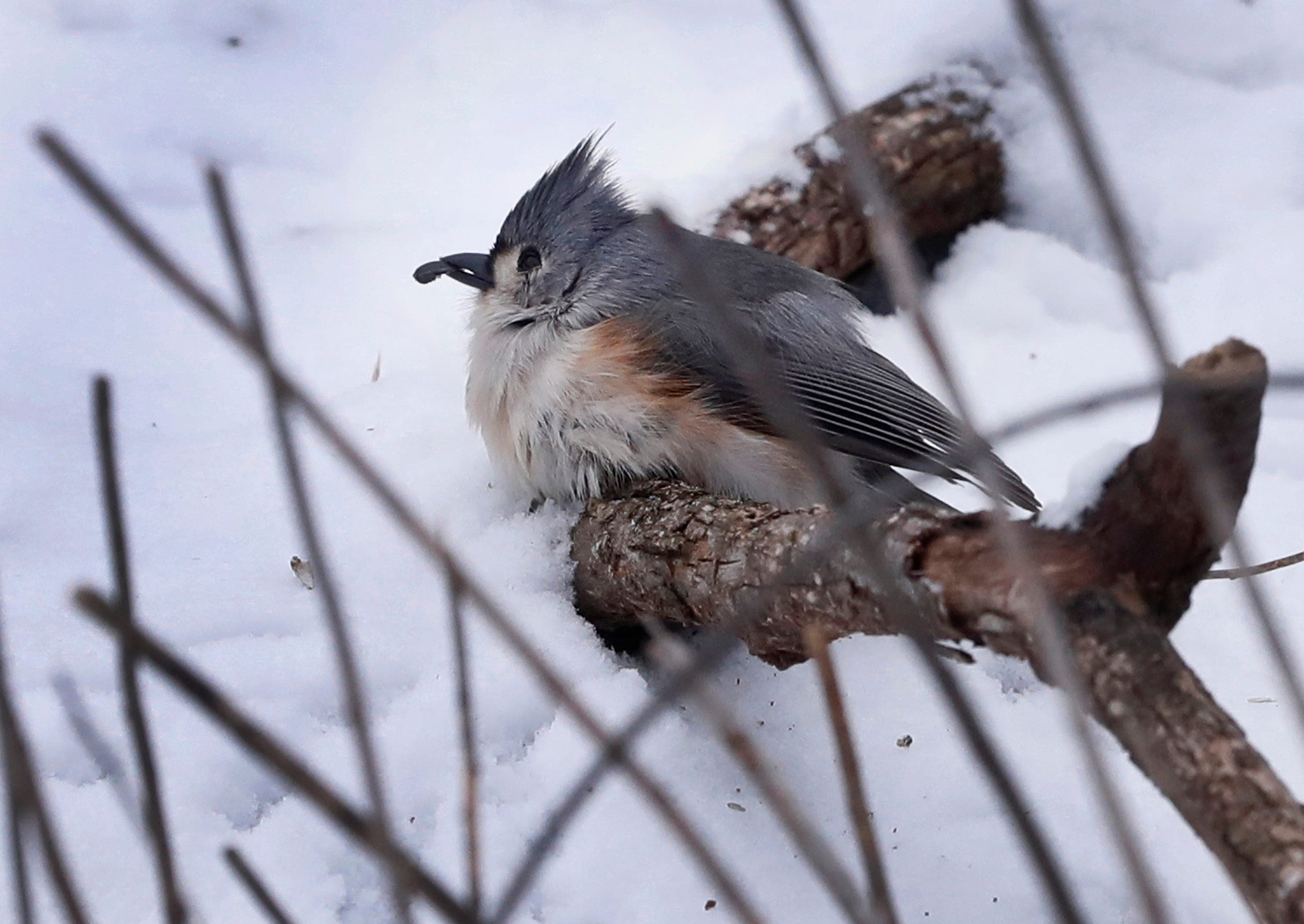 The Daily Mauling: 4/16/26