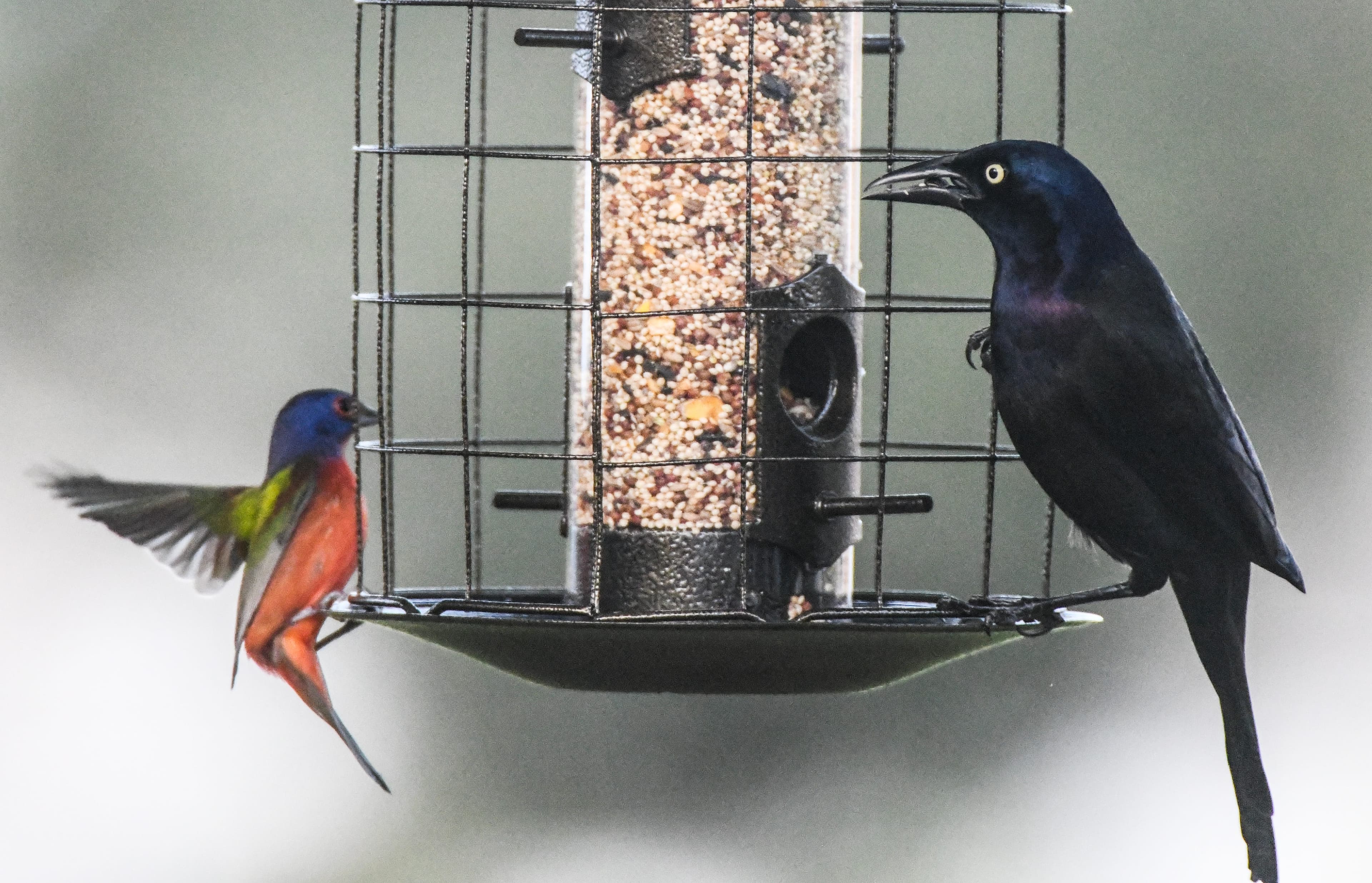 The Daily Mauling: 4/20/26