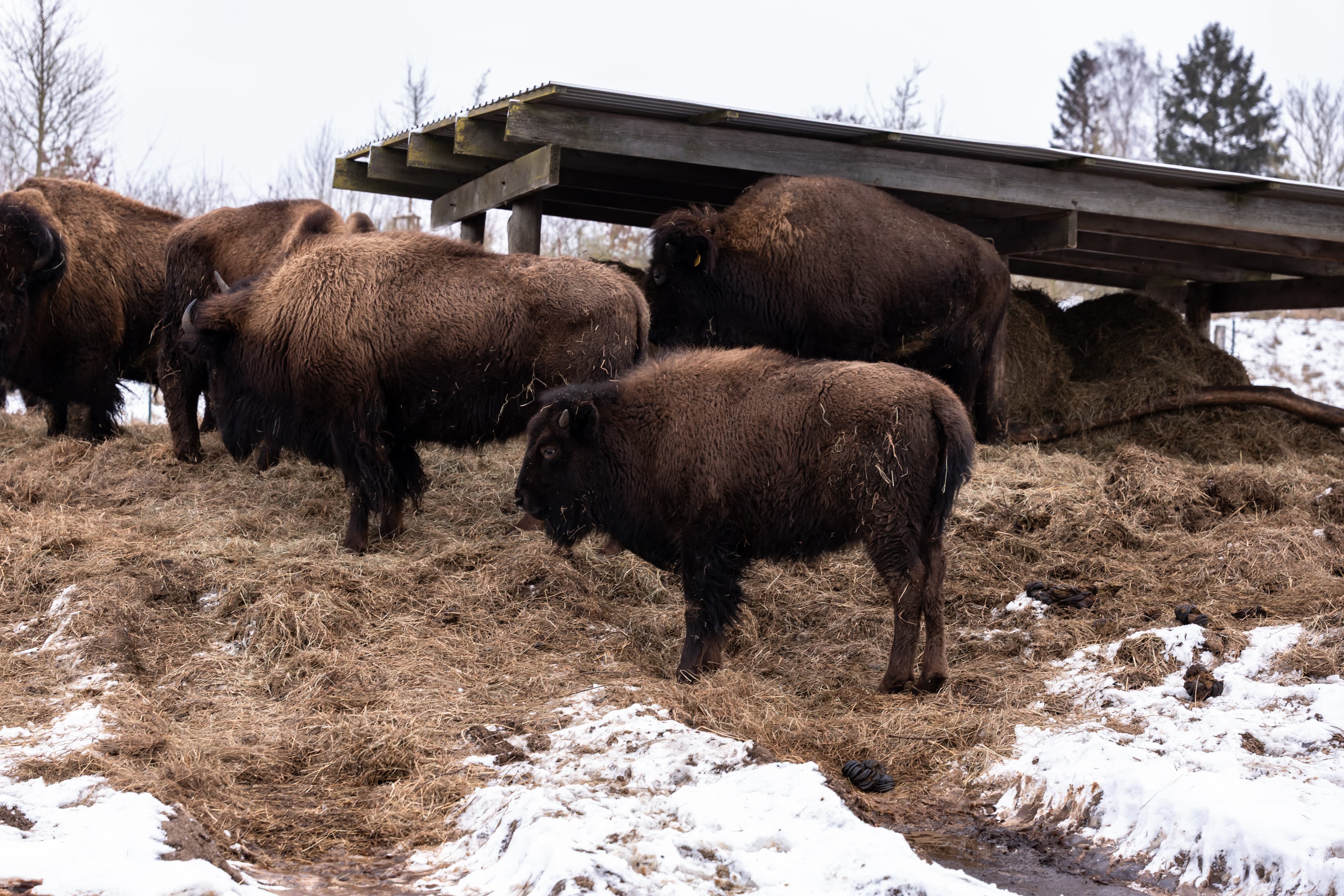Tuesday Game Thread vs. The David Lipscomb University Improperly Pluralized Bisons