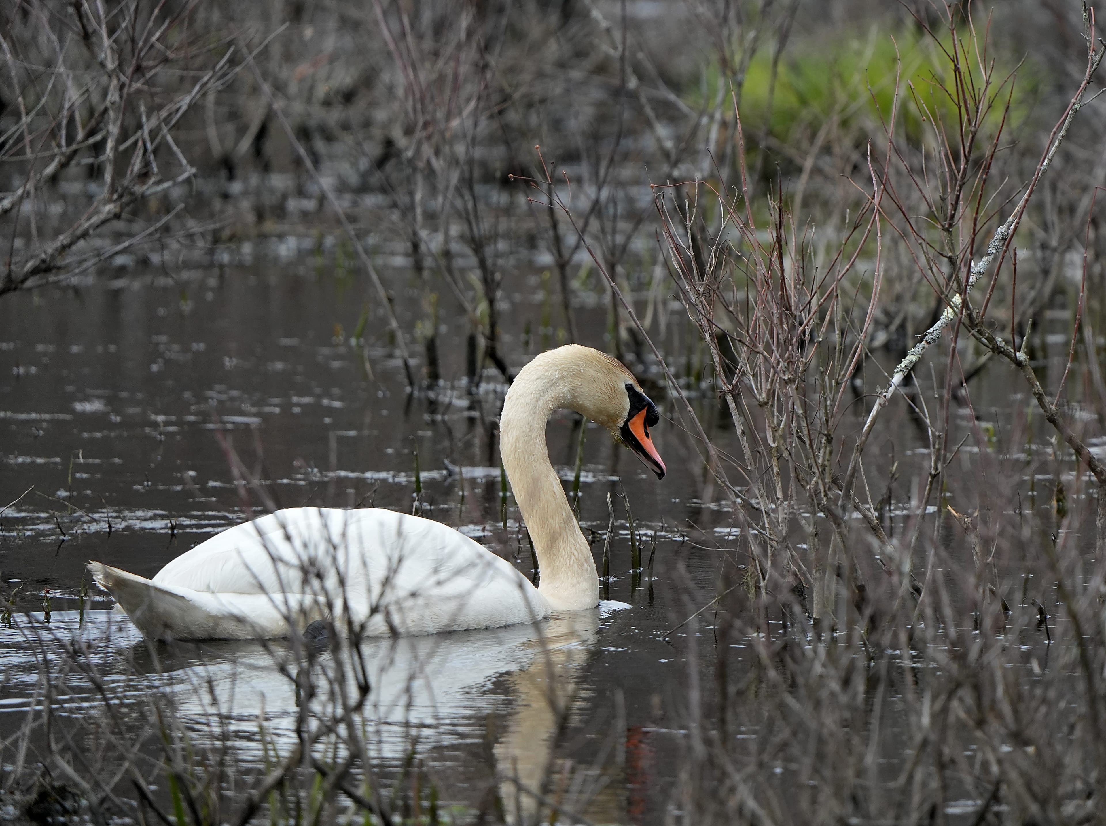 The Daily Mauling: 4/14/26