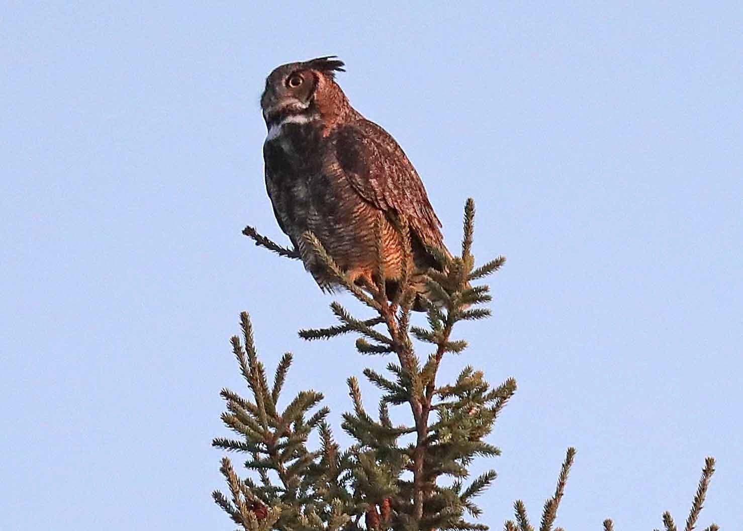 The Daily Mauling: 4/21/26