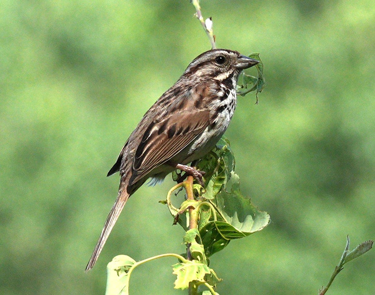 The Daily Mauling: 4/28/26