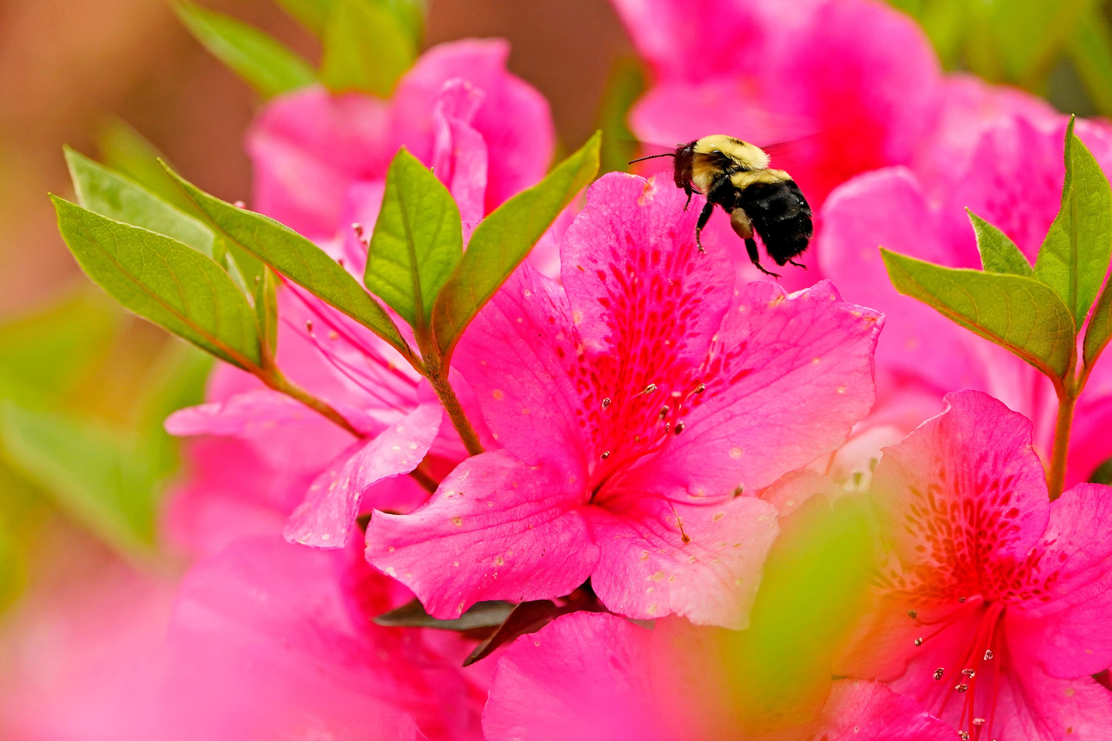 Did you know Augusta National makes own honey? How its used during Masters