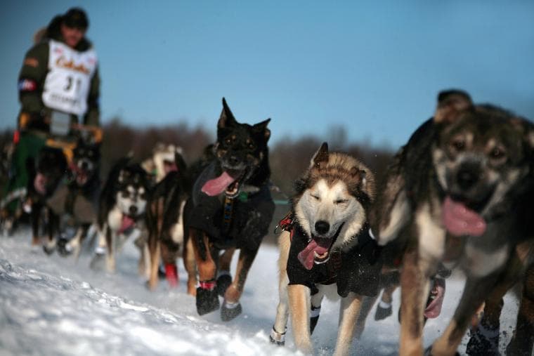 New Headline: Race Your Dog Through Frozen North for a Chance at $1 Million in 2026's Iditarod!