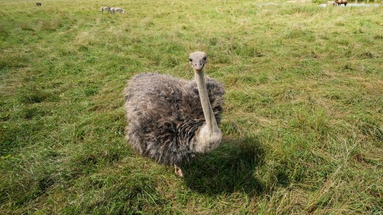 A Yankees outfielder once battled an ostrich in an 11-plate spaghetti-eating contest