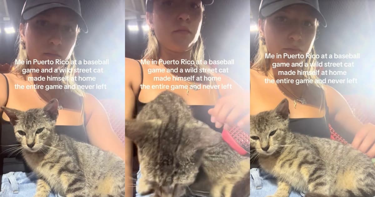 A Baseball Game in Puerto Rico Took a Heartwarming Turn When a Stray Cat Chose One Fan