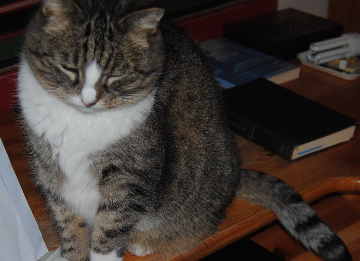 Monday: Hili dialogue